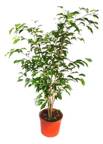 Planta Ficus Benjamin 3 Lts.