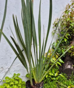 Planta Phormium Verde 15 Lts.