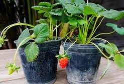 Planta Frutilla M/12