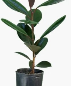 Planta Gomero 3 Lts.