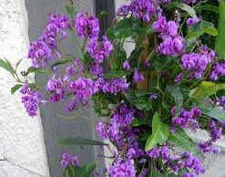 Planta Handerbergia 4 Lts.