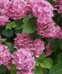 Planta Hortensia 5 Lts.