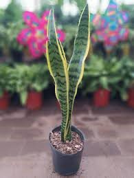 Planta Sansiveria 3 Lts.