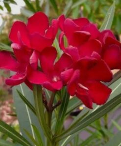 Planta Laurel Jardin 3 Litros