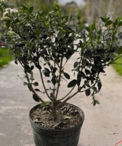 Planta Laurentino 15 Lts.