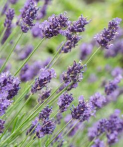 Planta Lavanda 5 Lts.