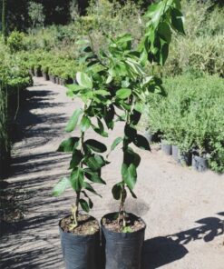 Planta Limonero 4 Estaciones