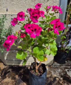 Planta Malvon Pensamiento 3 Lts.