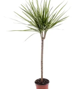 Planta Dracena Marginata