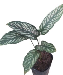 Planta Calathea Mil Rayas