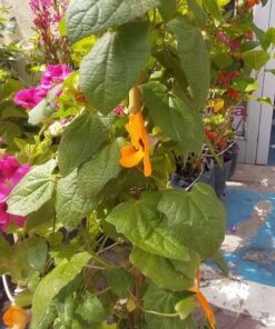 Planta Ojo De Poeta Grande