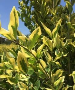 Planta Oleas Texana 10 Lts.