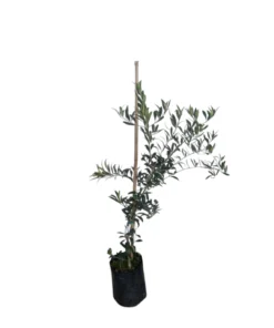 Planta Olivo 3 Lts.