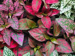 Planta Paleta De Pintor M/12