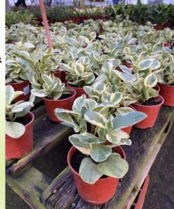 Planta Peperonia Obtusifolia (Variegada)