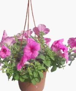 Planta Petunia Bols 18