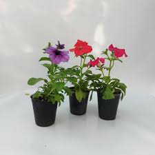 Planta Petunia M/10