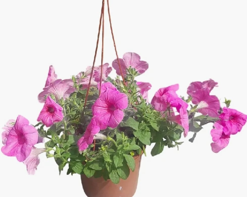 Planta Petunia Bols 18