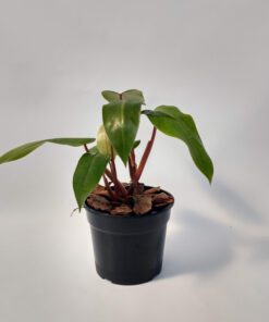 Planta Philodendro Sanguineo M/12