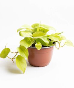 Planta Cordatum Lemon M/15