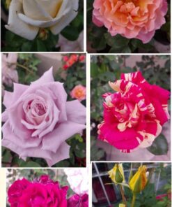 Planta Rosal Pie Bajo (10 Lts.)