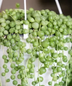 Planta Rosario Cedum Bolita