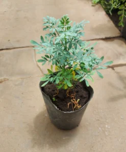 Planta Ruda Hembra M/12