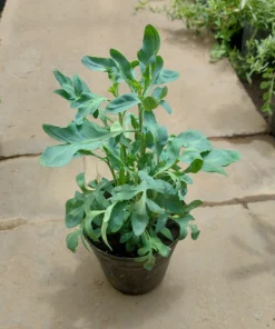 Planta Ruda Macho M/12