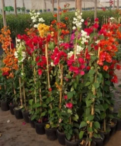 Planta Santa Rita 3 Litros