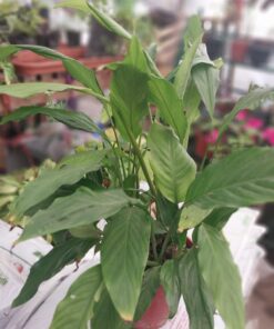 Planta Sphatifilium M/19