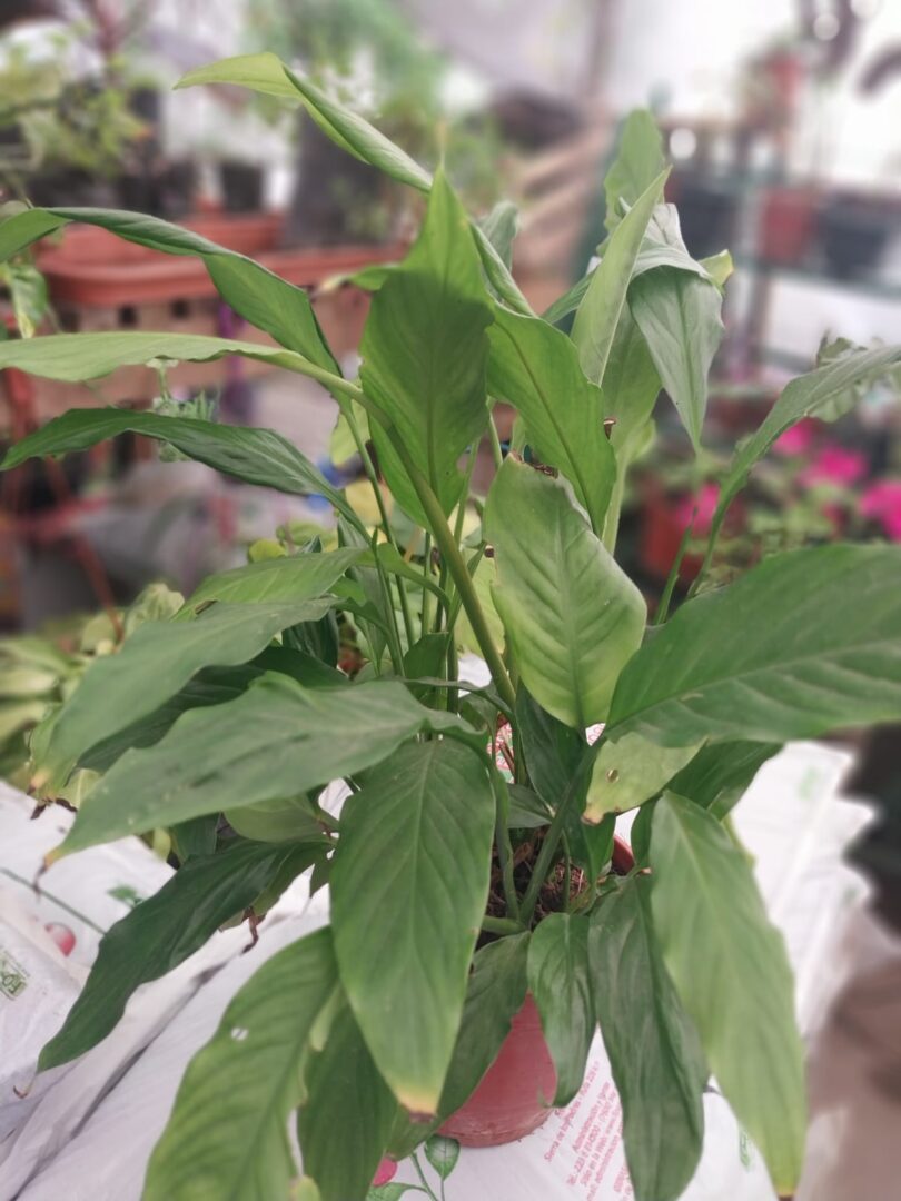 Planta Sphatifilium M/19