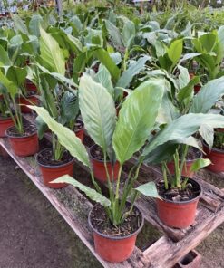 Planta Sphatifilium M/12