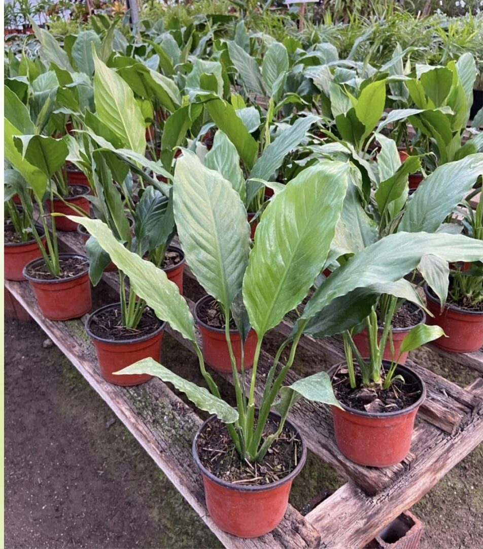 Planta Sphatifilium M/12