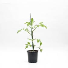 Planta Tomate Redondo M/10