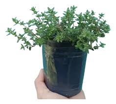 Planta Tomillo M/12