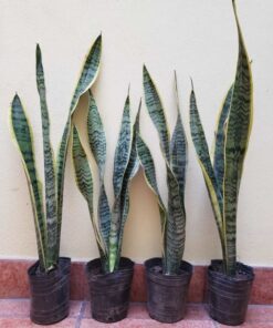 Planta Sansiveria 5 Lts.