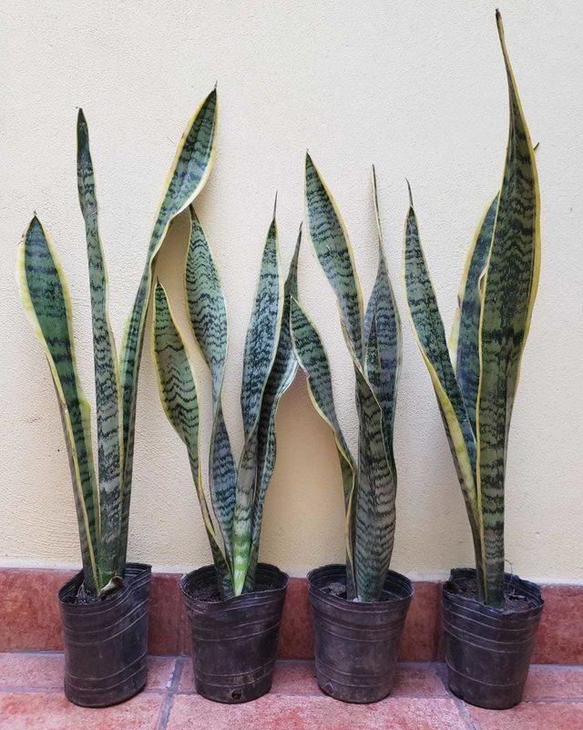 Planta Sansiveria 5 Lts.