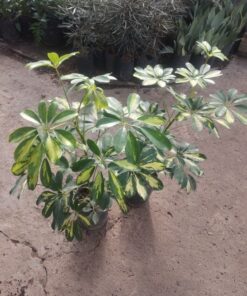 Planta Aralia 3 Lts.