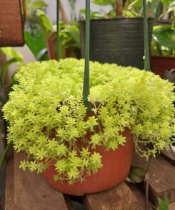 Planta Cedum Lineare