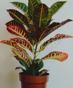 Planta Croton Petra 3 Lts.