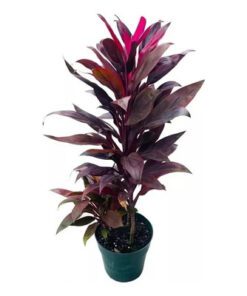 Planta Dracena Rubra 4 Lts.