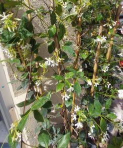 Planta Jazmin De Leche