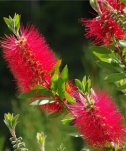 Planta Limpia Tubo 3 Lts. (Callistemon)
