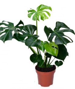 Planta Monstera 5 Lts.