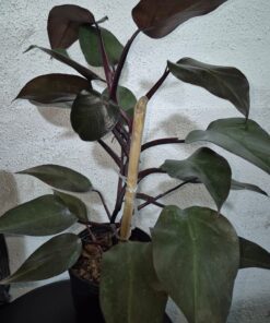 Planta Philodendro Corazon C/Tutor 3 Lts.