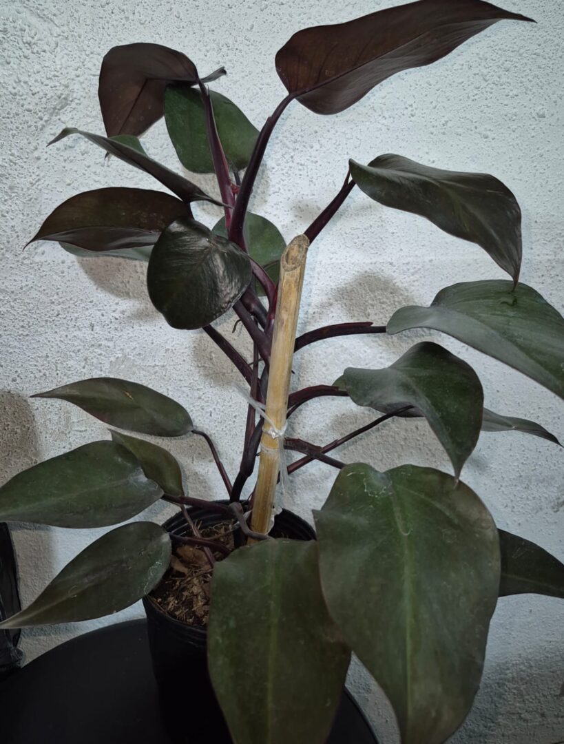 Planta Philodendro Corazon C/Tutor 3 Lts.