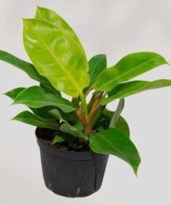 Planta Philodendro Imperial Lemon Gold 7 Lts.