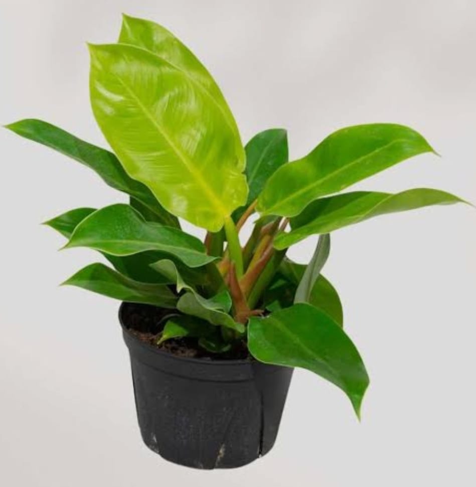Planta Philodendro Imperial Lemon Gold 7 Lts.