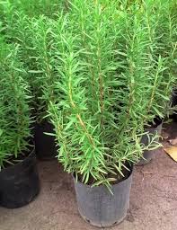 Planta Romero 3 Lts.