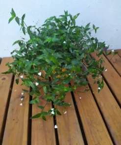 Planta Velo De Novia Bols 21